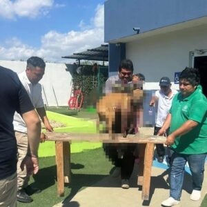 Se recupera lomito herido rescatado por Keystone Mérida International Education 