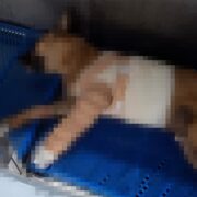 Milagro Peludo: Lomito herido se recupera en Mérida