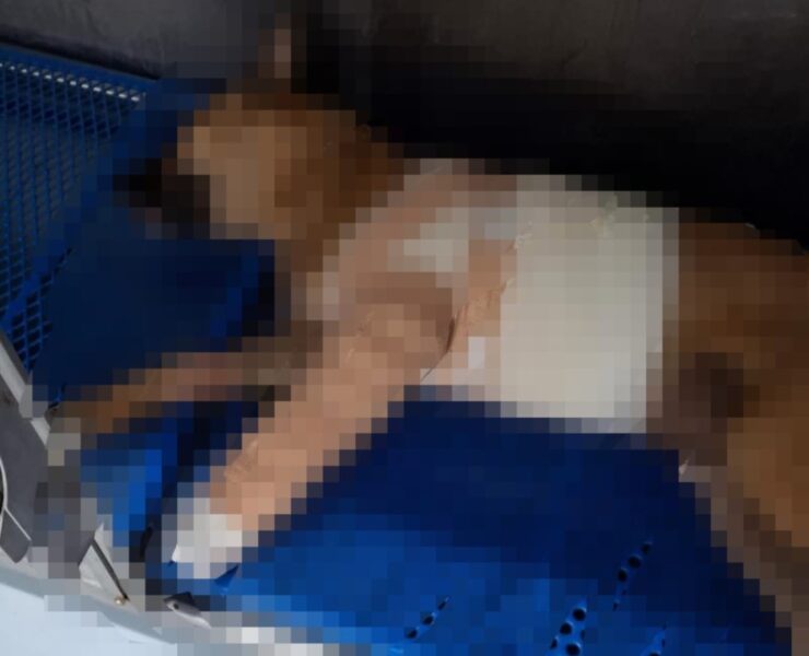 Milagro Peludo: Lomito herido se recupera en Mérida