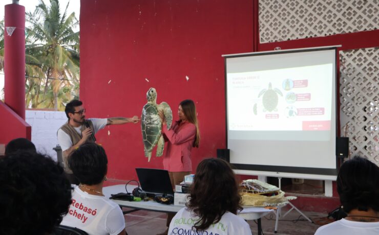 ¡Increíble! 63 voluntarios se preparan para salvar tortugas marinas