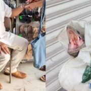 ¡En Tizimín! Abuelito termina mordido no por un perro sino por una iguana