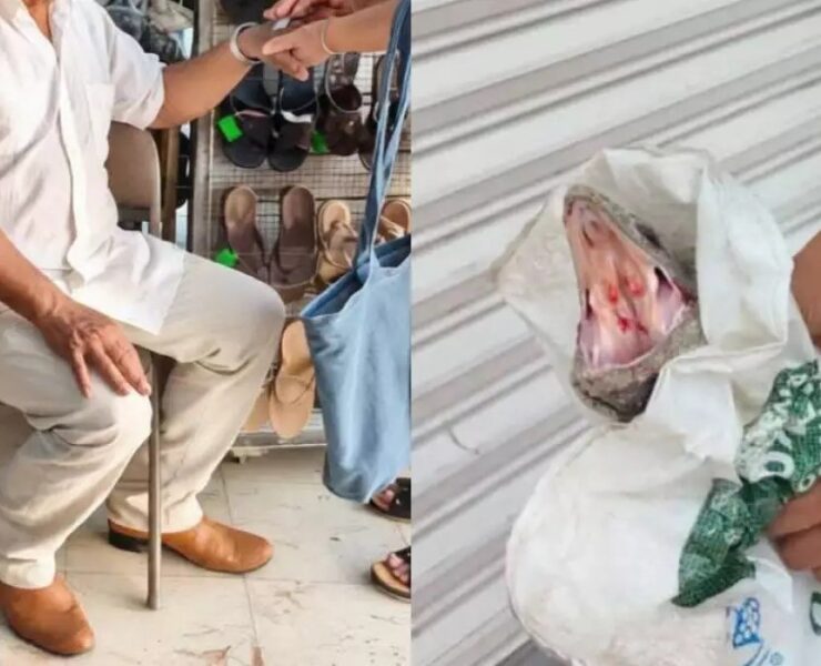 ¡En Tizimín! Abuelito termina mordido no por un perro sino por una iguana