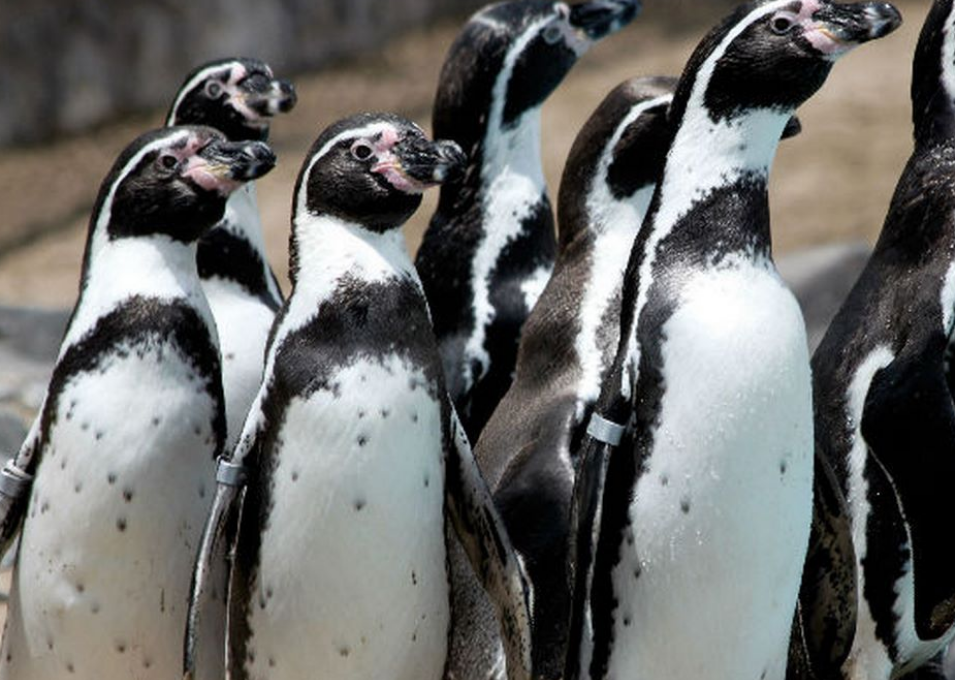 Chile frena proyecto minero para proteger a los pingüinos