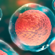 Científicos logran crear óvulos funcionales a partir de células de piel