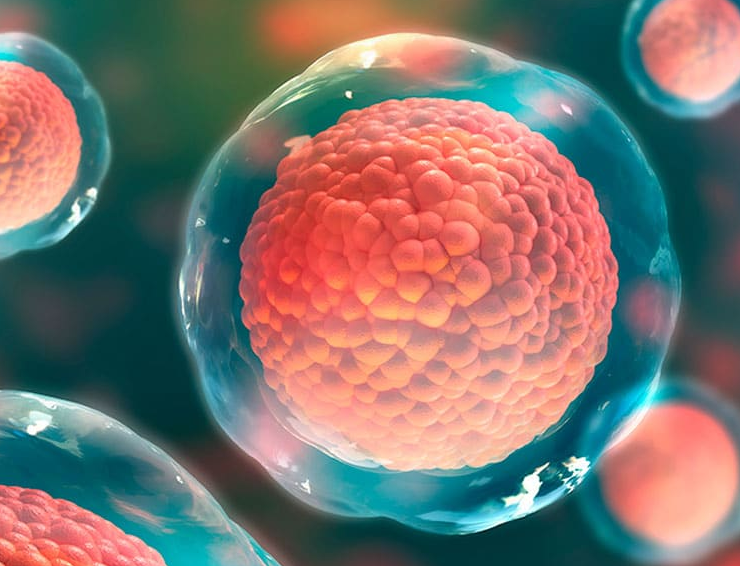 Científicos logran crear óvulos funcionales a partir de células de piel