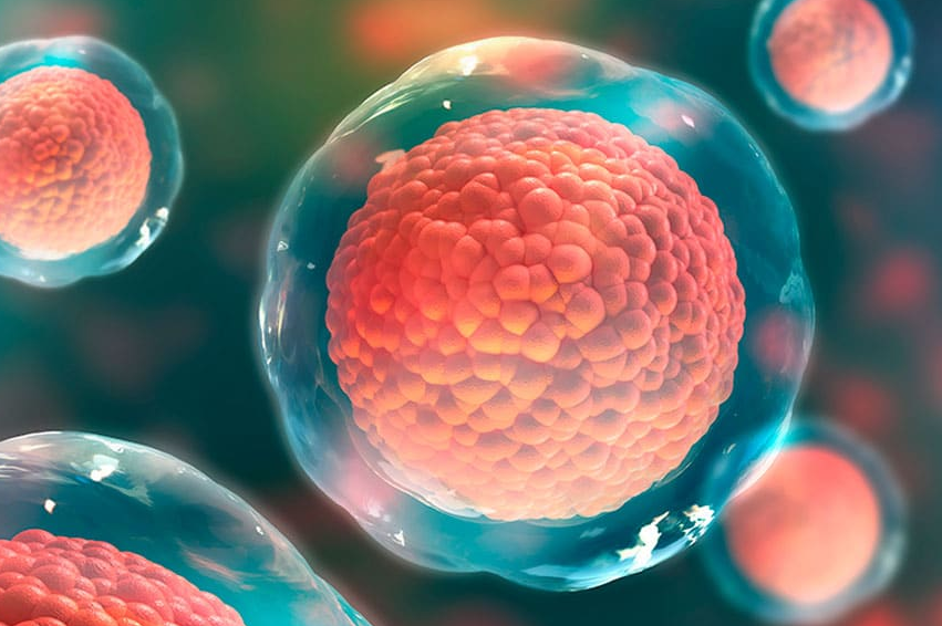 Científicos logran crear óvulos funcionales a partir de células de piel