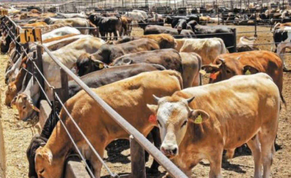 Campeche le entra al quite contra el gusano: Estrategia clave