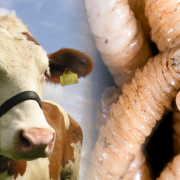 Campeche le entra al quite contra el gusano: ¡Alerta ganadera!