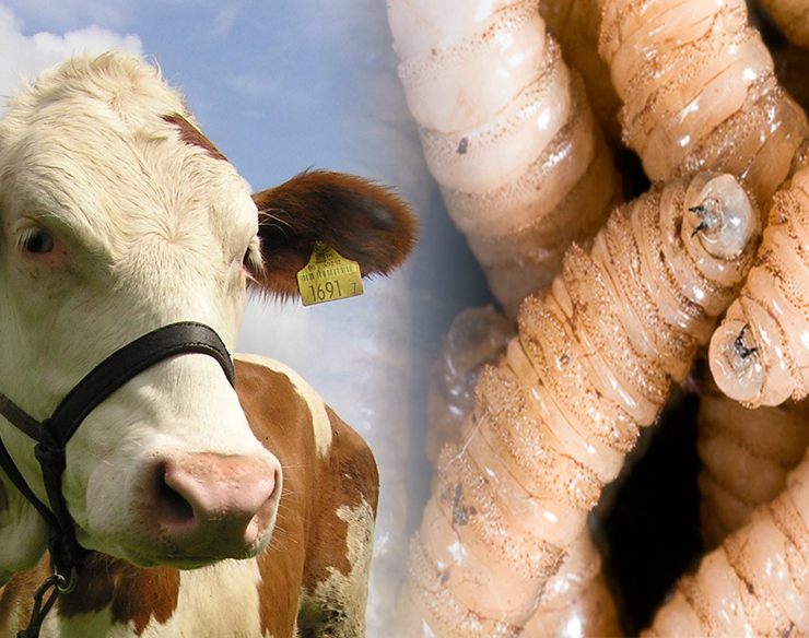 Campeche le entra al quite contra el gusano: ¡Alerta ganadera!