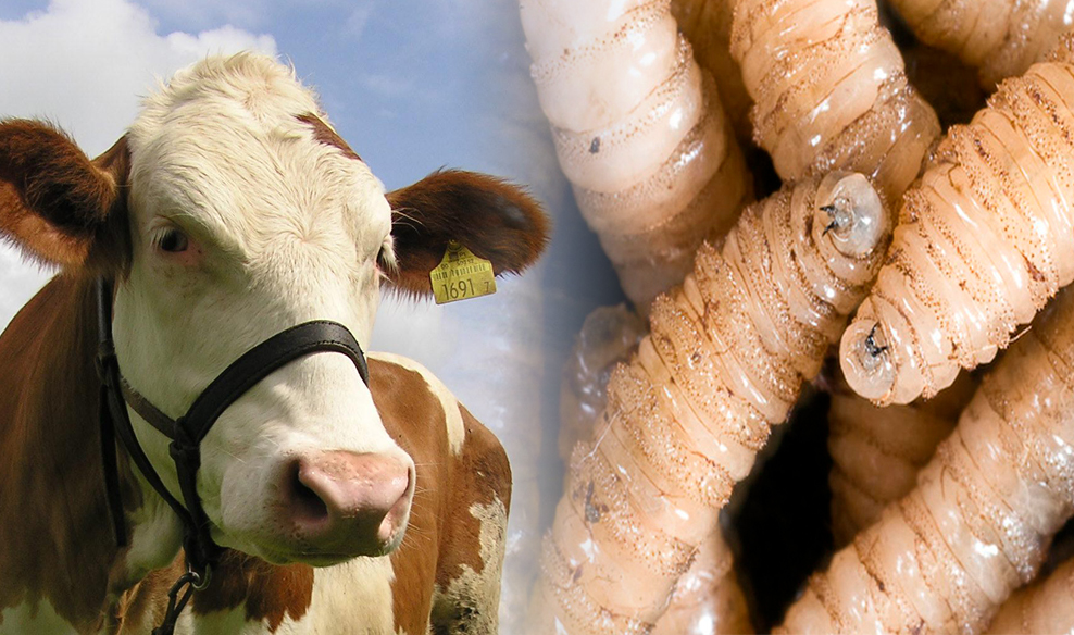 Campeche le entra al quite contra el gusano: ¡Alerta ganadera!