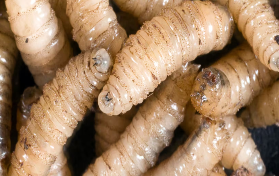 Impacto económico y riesgo sanitario en Campeche