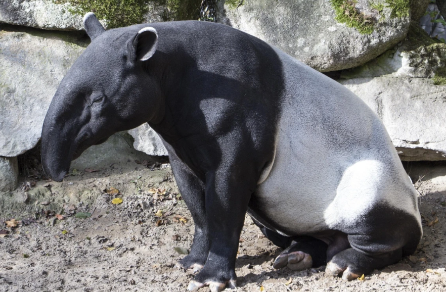 Detectan tapir con miasis por gusano barrenador. Alerta ambiental