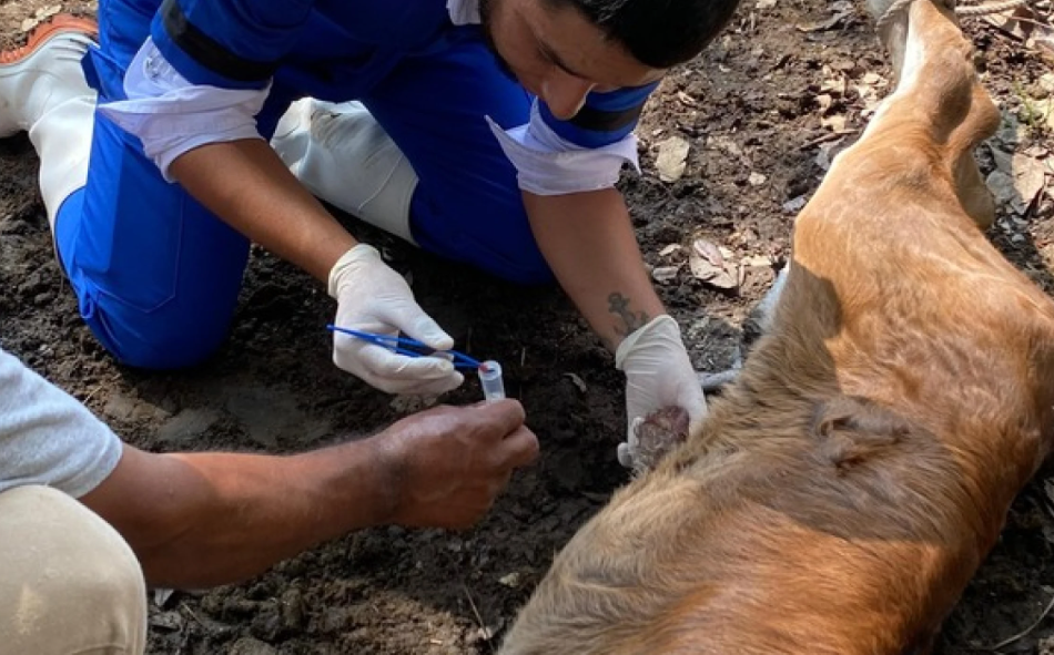 Acciones de autoridades ante el gusano barrenador