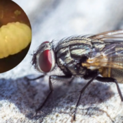 Detectan tapir con miasis por gusano barrenador. Alerta ambiental