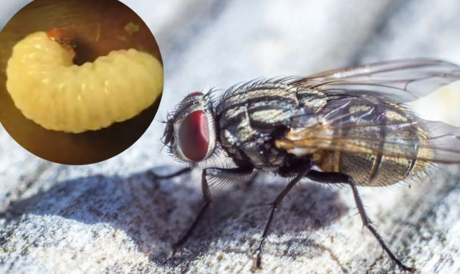 Detectan tapir con miasis por gusano barrenador. Alerta ambiental