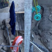Rescatan a cocodrilo en Campeche impactante caso