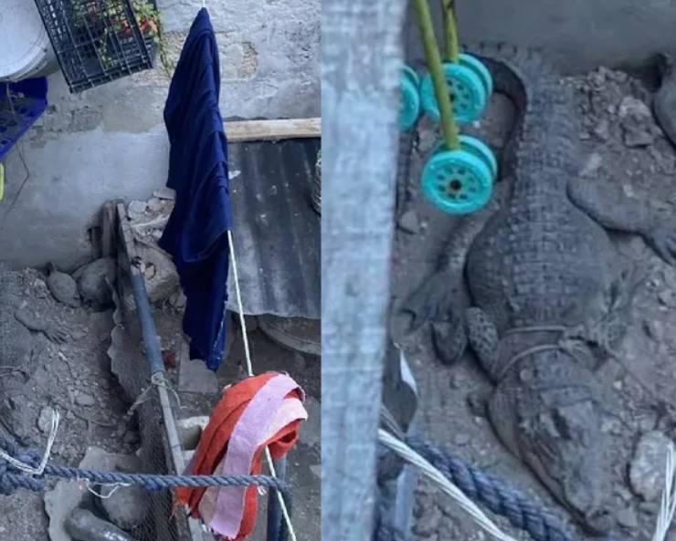 Rescatan a cocodrilo en Campeche impactante caso