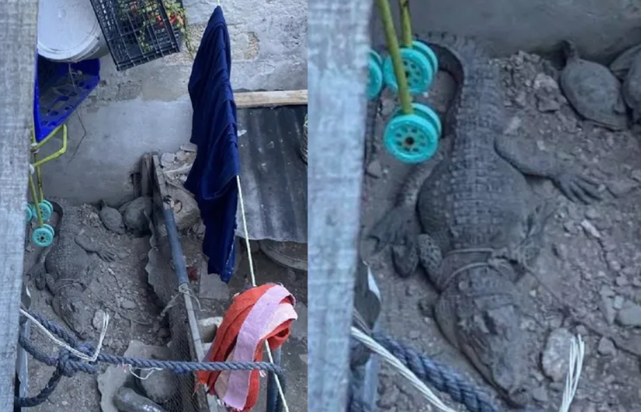 Rescatan a cocodrilo en Campeche impactante caso