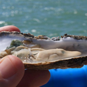 Autoridades descartan riesgo sanitario en moluscos ¡Todo seguro!