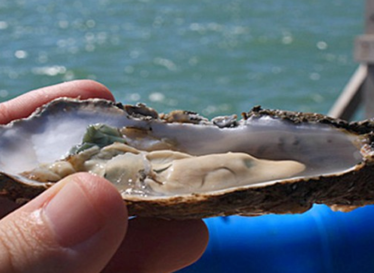 Autoridades descartan riesgo sanitario en moluscos ¡Todo seguro!