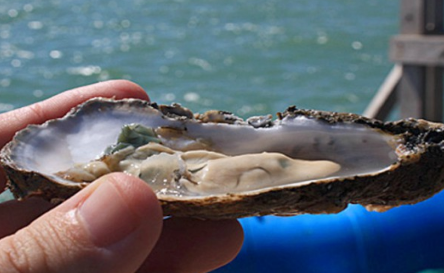 Autoridades descartan riesgo sanitario en moluscos ¡Todo seguro!