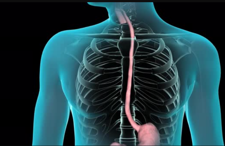 Crean el primer esófago artificial funcional y es "cultivado" en laboratorio