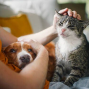 Elevan a rango de ley protección animal, impactante actualización