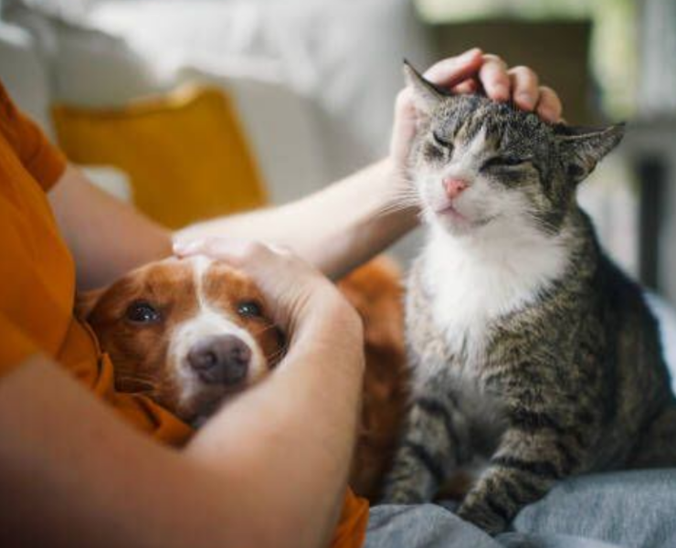 Elevan a rango de ley protección animal, impactante actualización