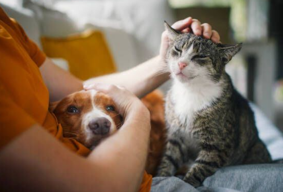 Elevan a rango de ley protección animal, impactante actualización