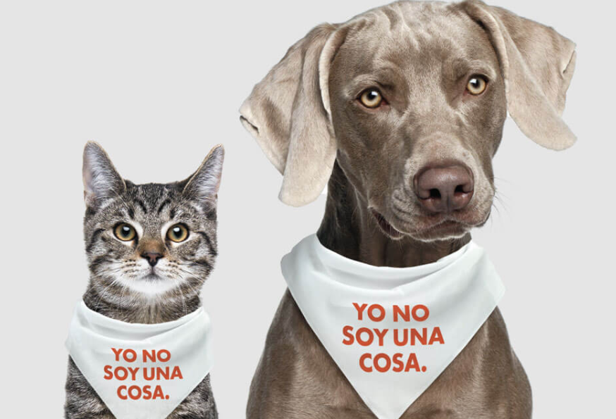 ¿Por qué elevan a rango de ley la protección de los “seres sintientes”?