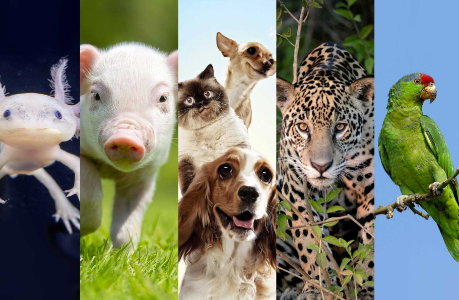 Sanciones más severas contra el maltrato