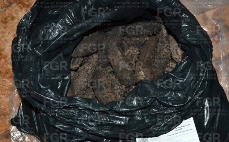 Detienen mototaxi con 23 Kilos de Pepino de Mar