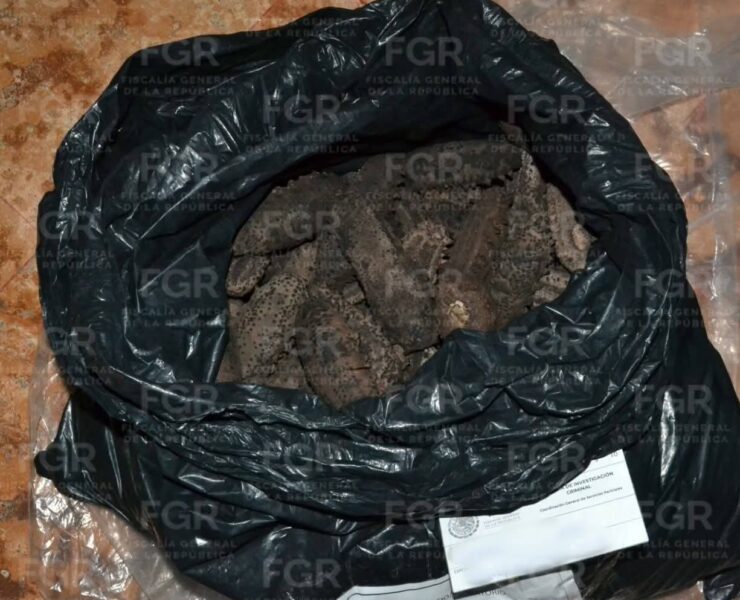 Detienen mototaxi con 23 Kilos de Pepino de Mar