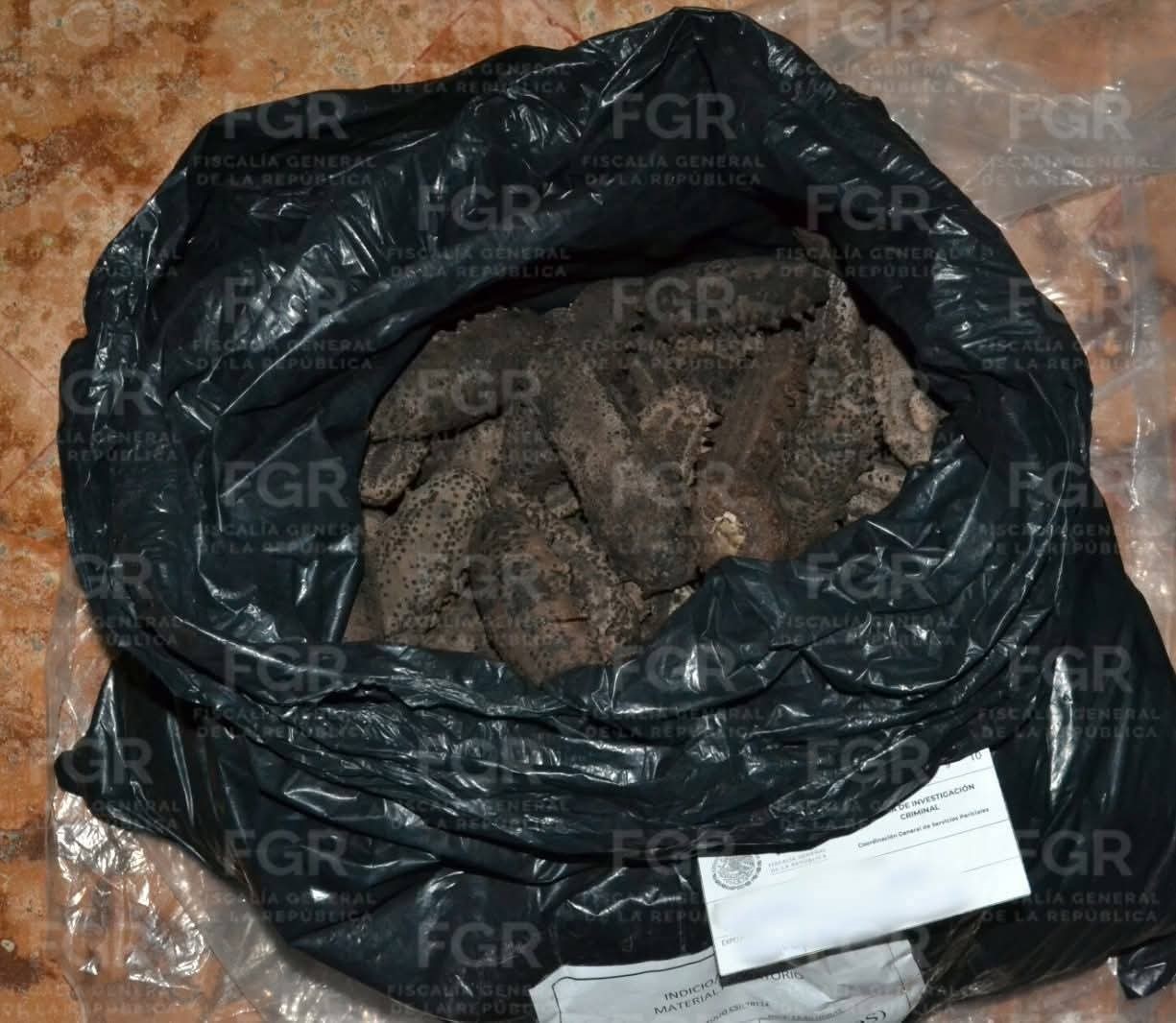 Detienen mototaxi con 23 Kilos de Pepino de Mar