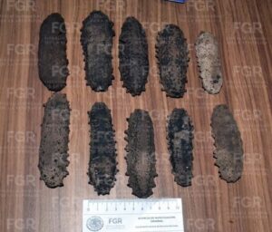 Elementos de la Secretaría de Seguridad Estatal detuvieron al imputado en calles de Dzilam de Bravo