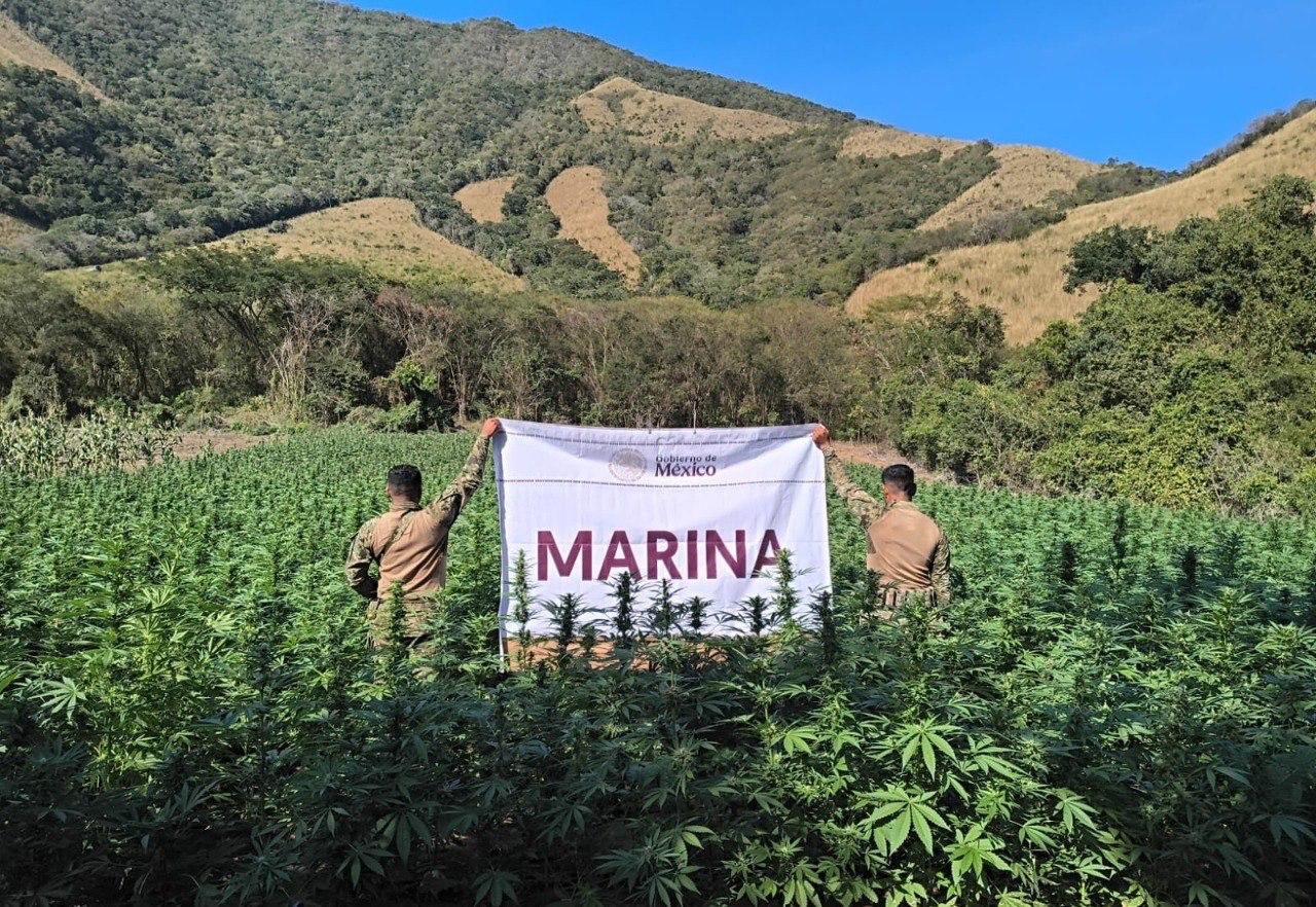 Erradicación de plantíos ilícitos