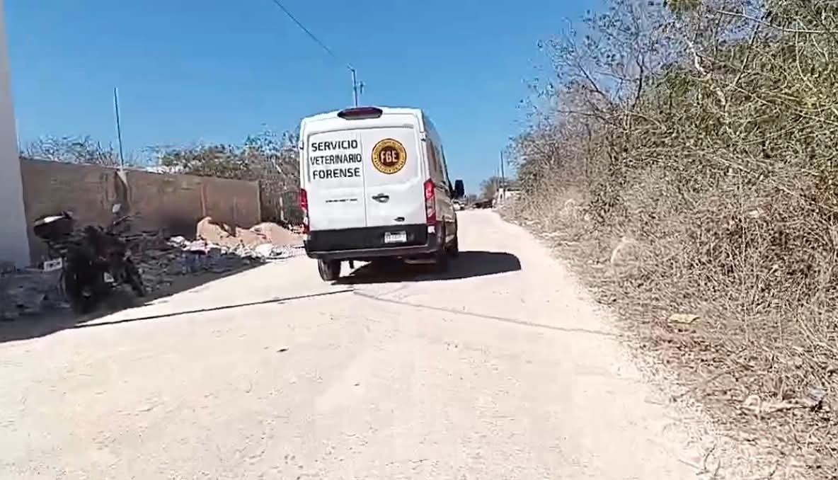 Perros Enven3nados: Hallan seis perros muertos en Dzityá