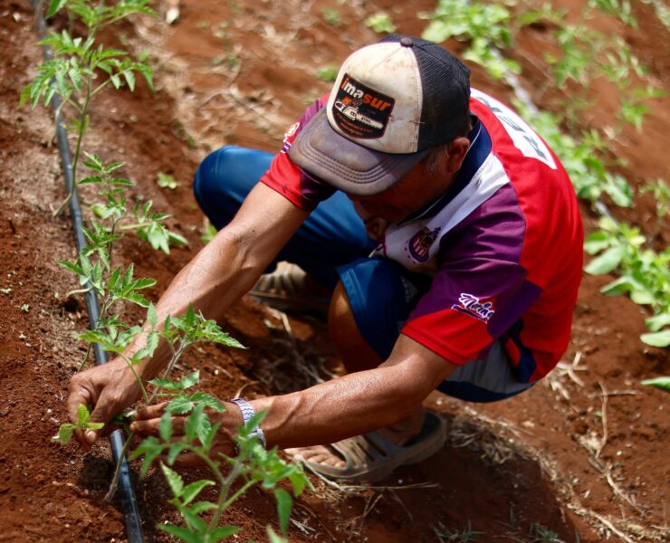 Huertos de Traspatio generan ingresos y bienestar para familias de Temozón