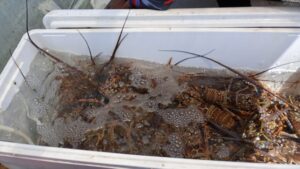 El Gobierno del Estado hizo un llamado al sector pesquero y a la ciudadanía a mantener el compromiso con el cuidado del mar y el respeto a los periodos establecidos