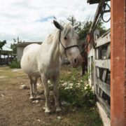 Gusano Barrenador: Nuevos casos en Yucatán continúan medidas estratégicas