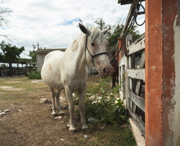 Gusano Barrenador: Nuevos casos en Yucatán continúan medidas estratégicas