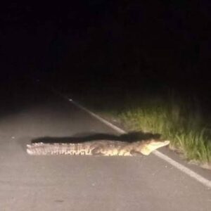 Una unidad oficial del Ayuntamiento de Yobaín terminó con las llantas hacia arriba dentro de la ciénaga de Chabihau