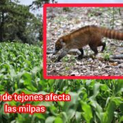 Plaga devastadora: Tejones arrasan milpas del sur