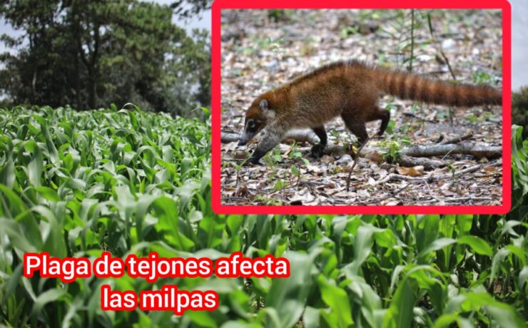 Plaga devastadora: Tejones arrasan milpas del sur