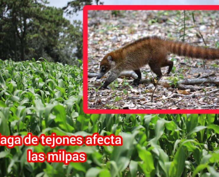 Plaga devastadora: Tejones arrasan milpas del sur