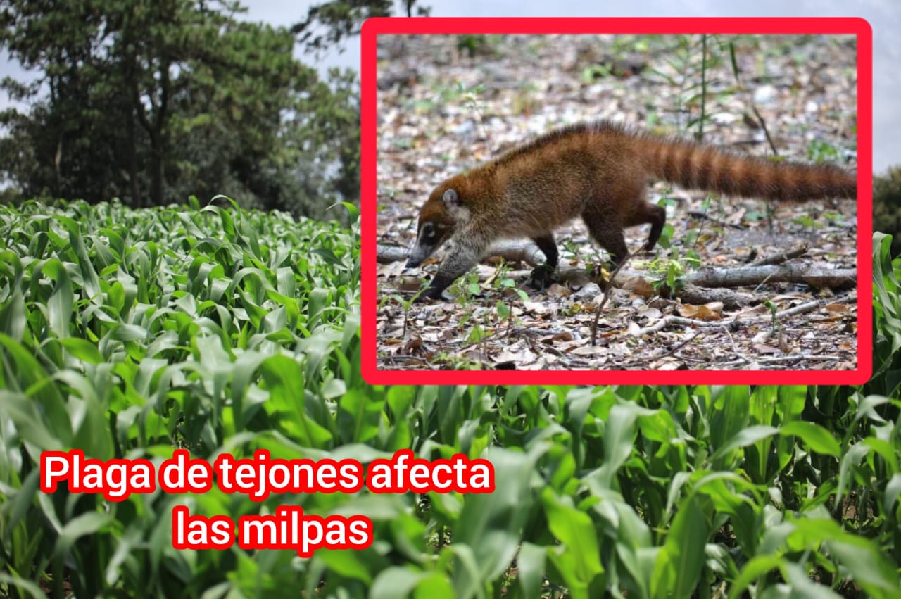 Plaga devastadora: Tejones arrasan milpas del sur