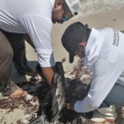 Rescate urgente de pelícano enredado moviliza autoridades en Chelem