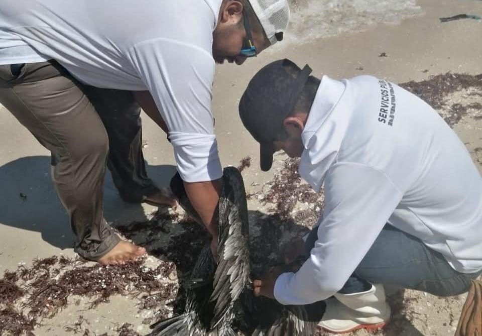 Rescate urgente de pelícano enredado moviliza autoridades en Chelem