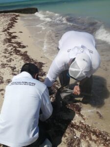 El personal municipal retiró cuidadosamente los cordeles y anzuelos que mantenían atrapado al pelícano