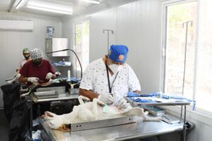 En marcha Primera Semana Nacional de Vacunación Antirrábica Canina y Felina